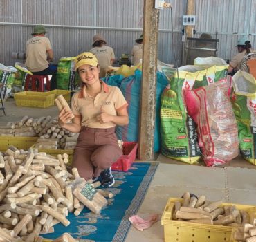 coffee-wood-chew-sticks-for-dogs-wholesale-natural-dog-toys-sticks-b2b-cwdc-vietnam