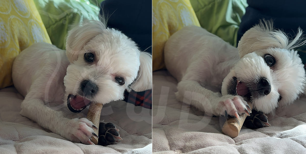 at-what-age-can-puppies-begin-enjoying-coffee-wood-chews