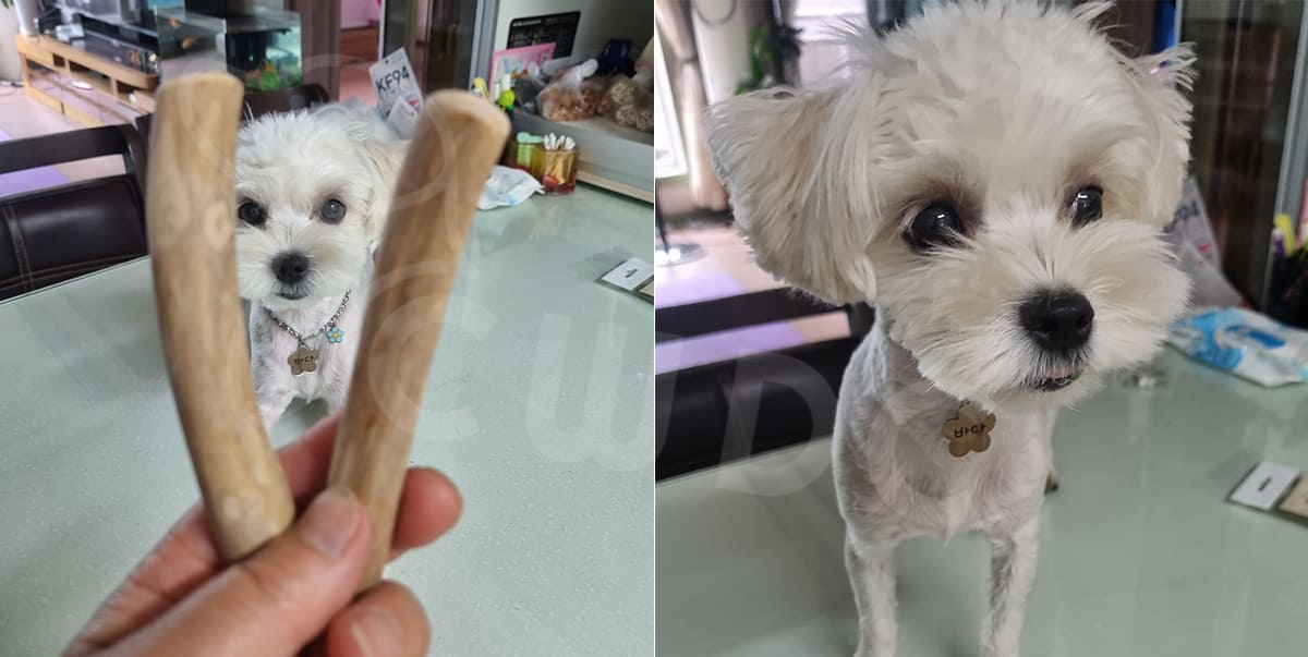 how-to-choose-the-perfect-coffee-wood-chew-for-your-canine-companion-cwdc-vietnam