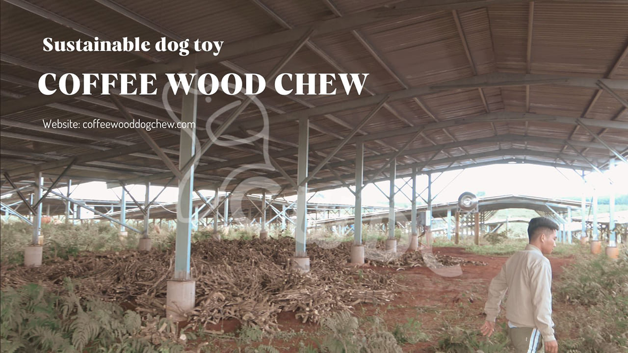 our-commitment-to-sustainability-the-story-behind-cwdc-vietnams-coffee-wood-chew-sticks