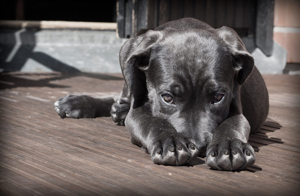 separation-anxiety-in-dogs-cwdc-vietnam