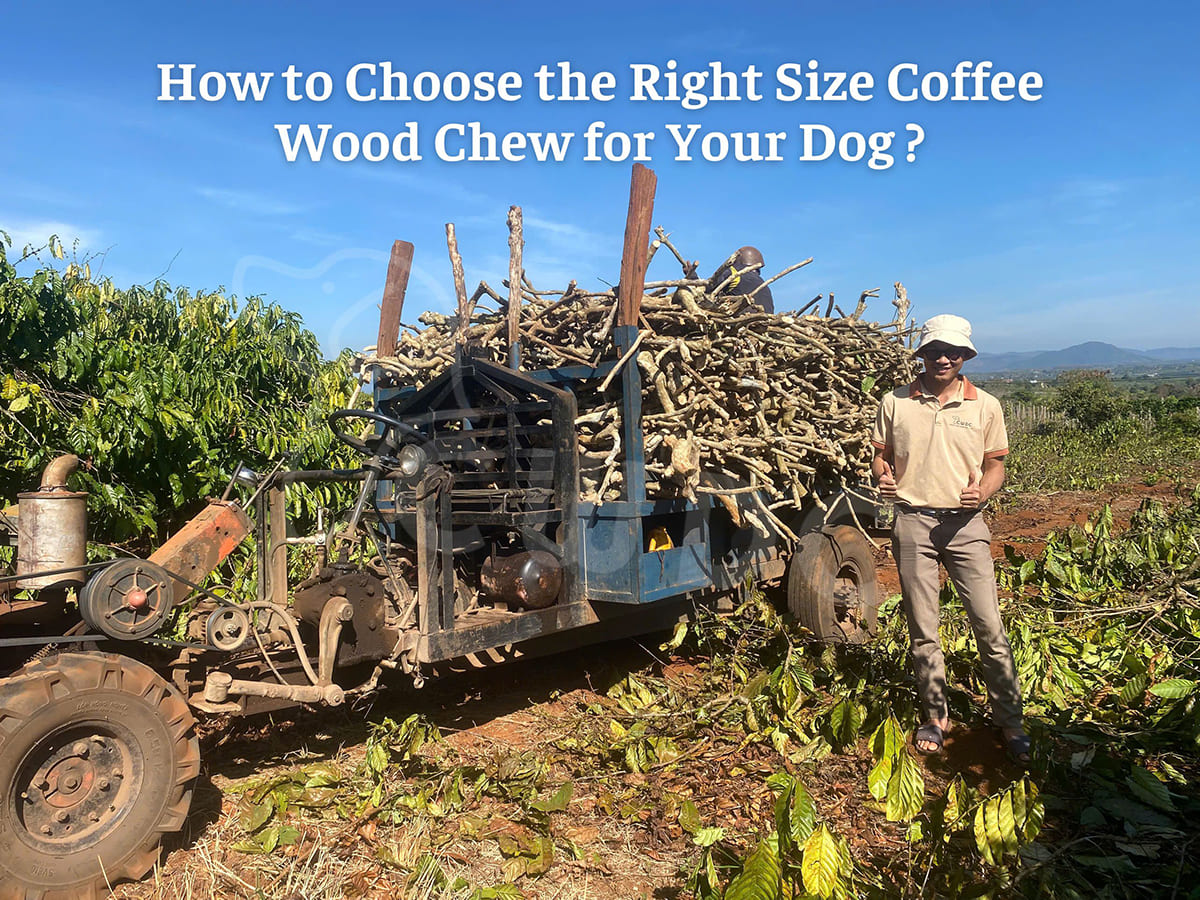 how-to-choose-the-right-size-coffee-wood-chew-for-your-dog