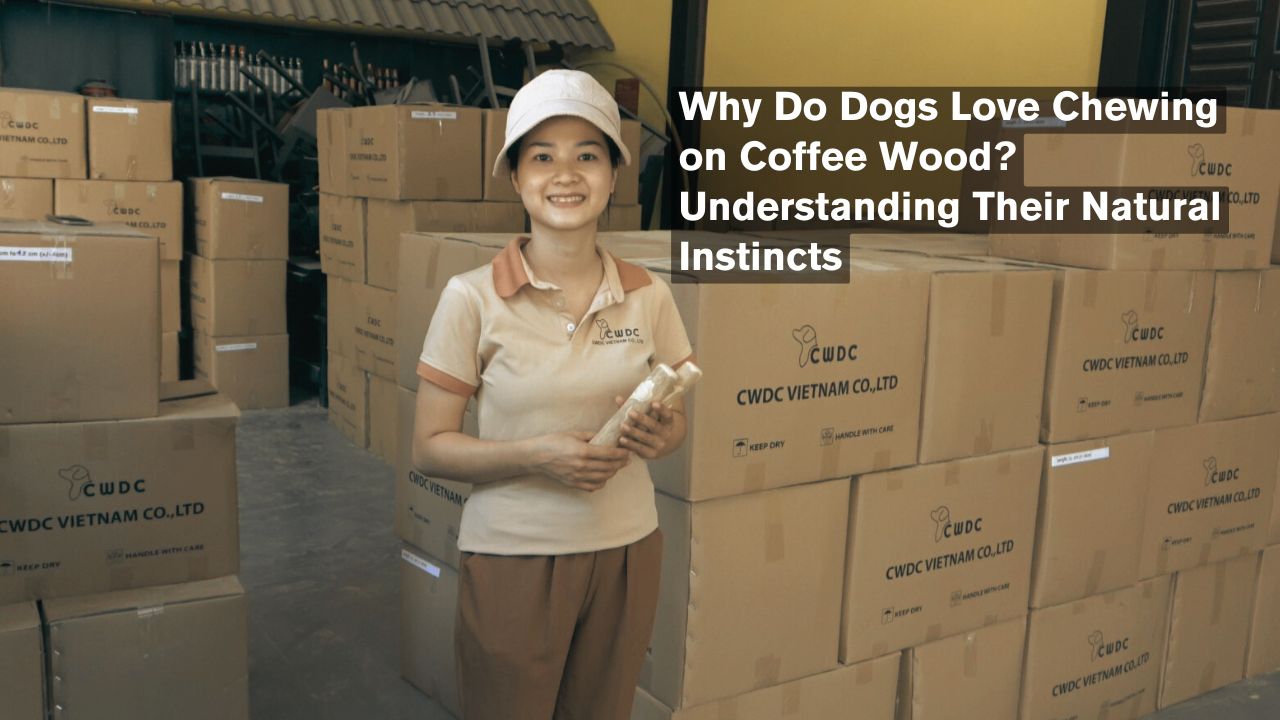 why-do-dogs-love-chewing-on-coffee-wood-understanding-their-natural-instincts