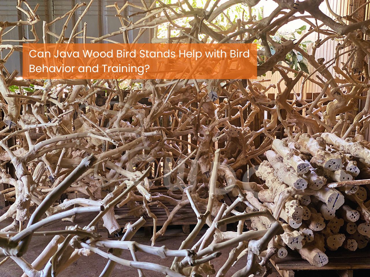 can-java-wood-bird-stands-help-with-bird-behavior-and-training