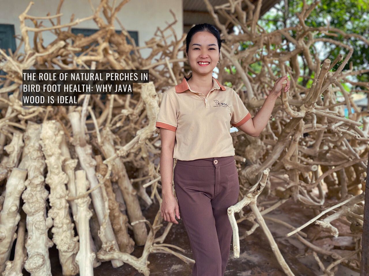 the-role-of-natural-perches-in-bird-foot-health-why-java-wood-is-ideal