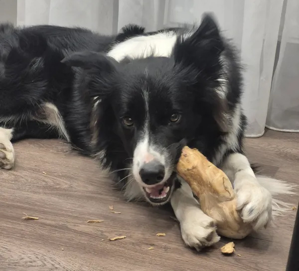 using-gorilla-coffee-wood-chews-to-reduce-destructive-chewing-at-home