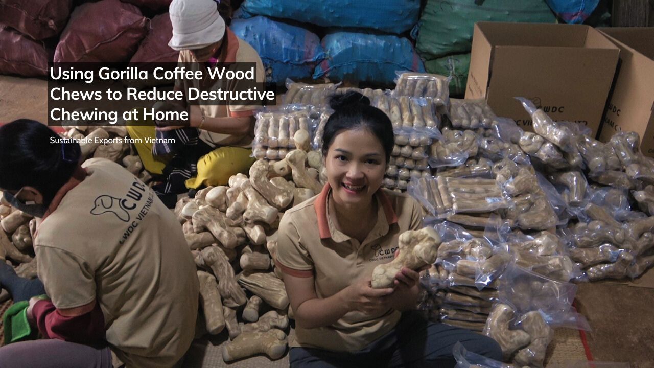 using-gorilla-coffee-wood-chews-to-reduce-destructive-chewing-at-home