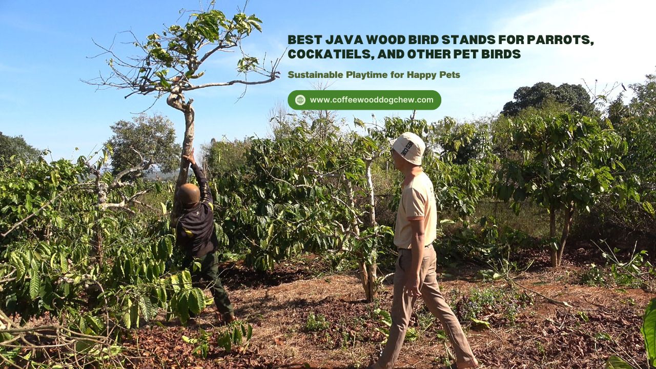 best-java-wood-bird-stands-for-parrots-cockatiels-and-other-pet-birds