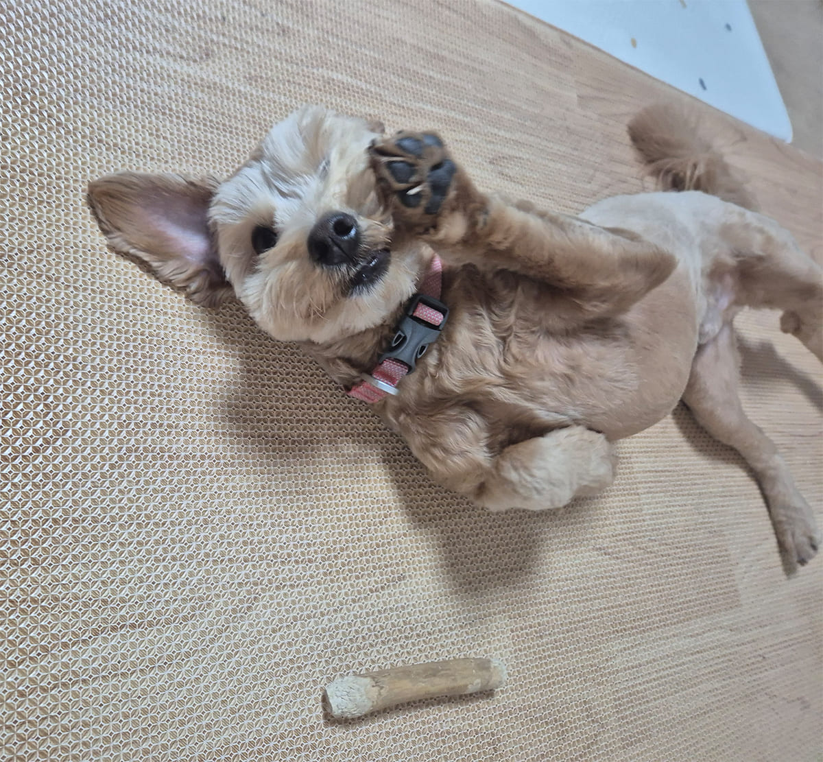 the-benefits-of-coffee-wood-dog-chews-for-your-pets-dental-health