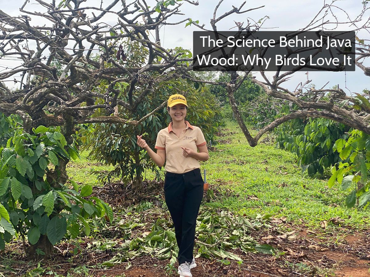 the-science-behind-java-wood-why-birds-love-it