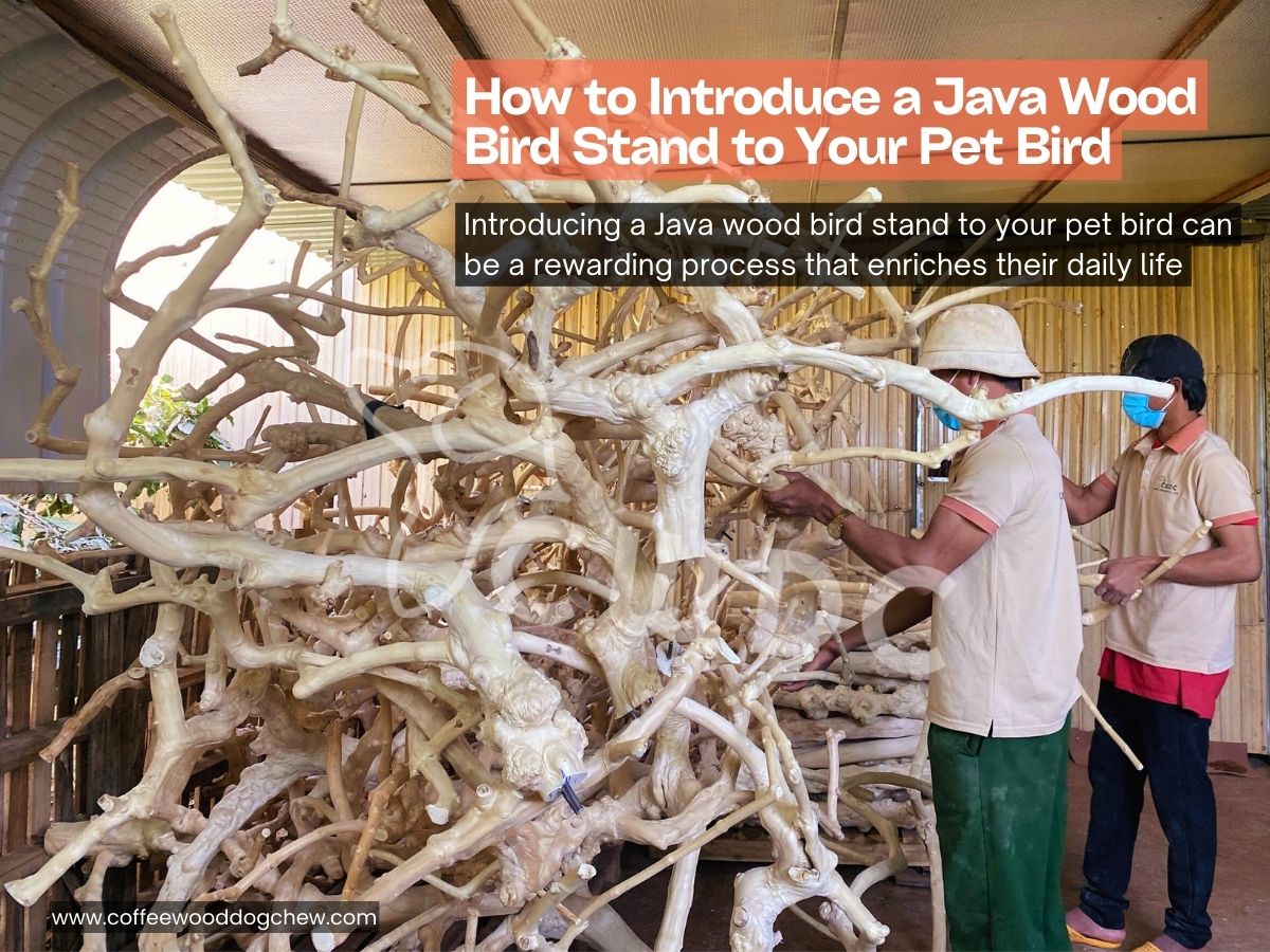 how-to-introduce-a-java-wood-bird-stand-to-your-pet-bird