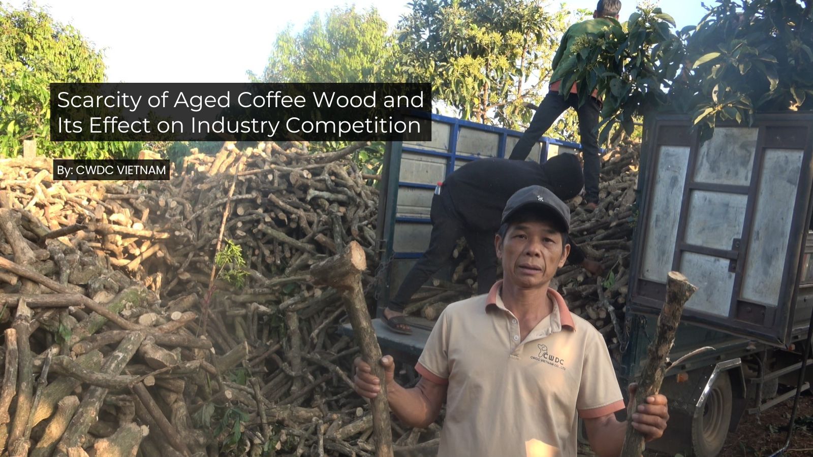 scarcity-of-aged-coffee-wood-and-its-effect-on-industry-competition