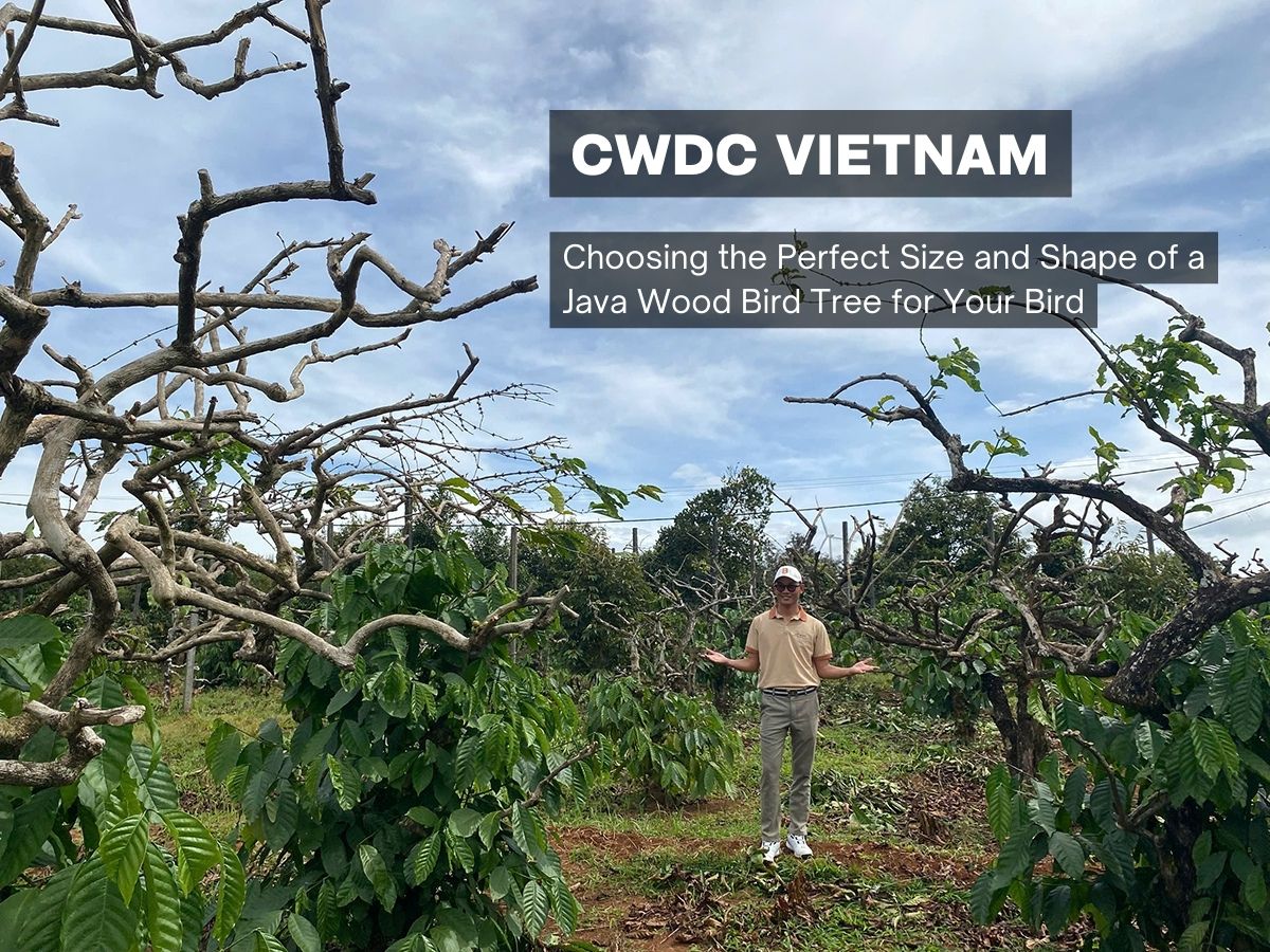 choosing-the-perfect-size-and-shape-of-a-java-wood-bird-tree-for-your-bird