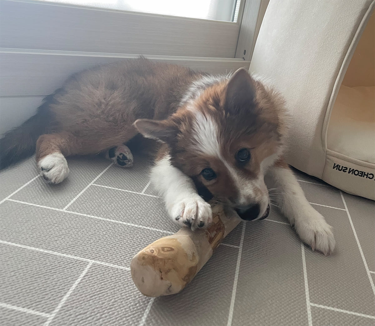 how-long-do-coffee-wood-dog-chews-last-tips-to-maximize-their-lifespan