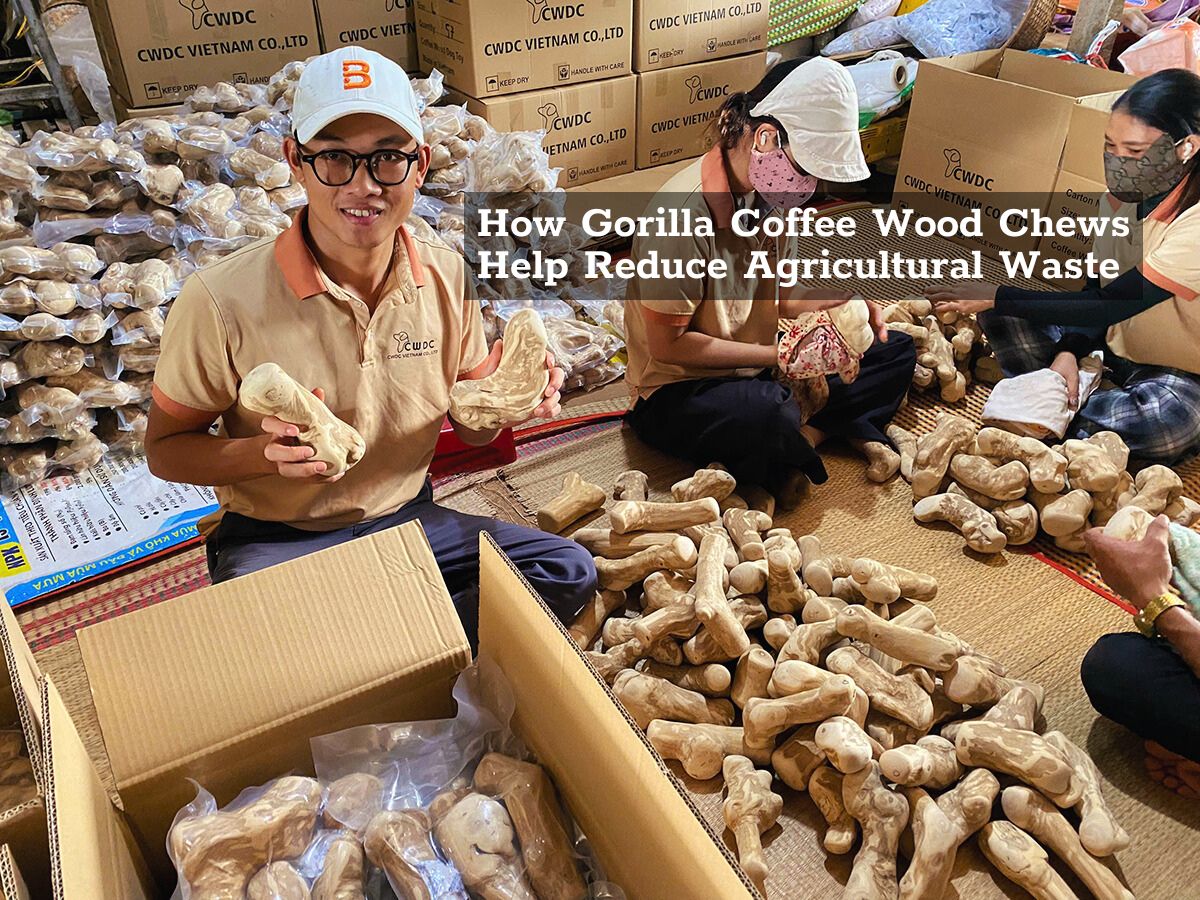 how-gorilla-coffee-wood-chews-help-reduce-agricultural-waste