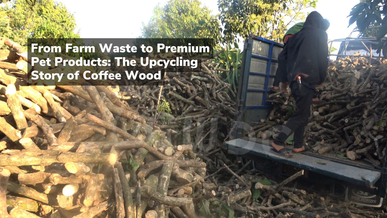 from-farm-waste-to-premium-pet-products-the-upcycling-story-of-coffee-wood