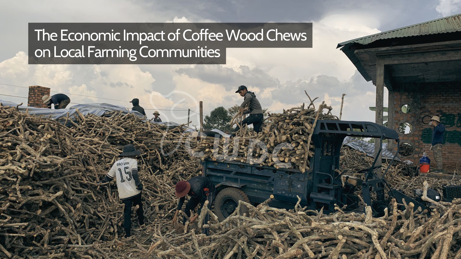 The Economic Impact of Coffee Wood Chews on Local Farming Communities