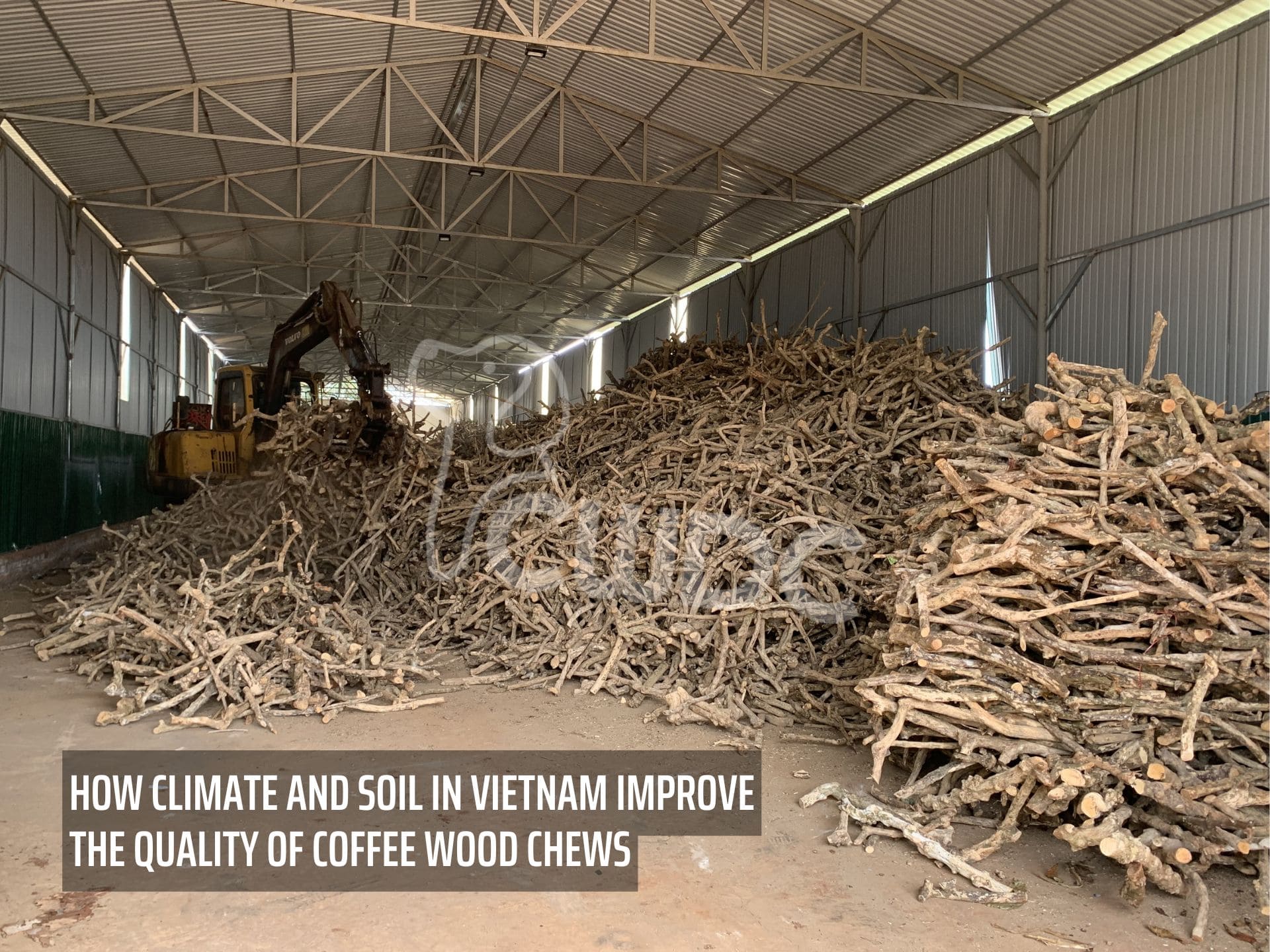 how-climate-and-soil-in-vietnam-improve-the-quality-of-coffee-wood-chews