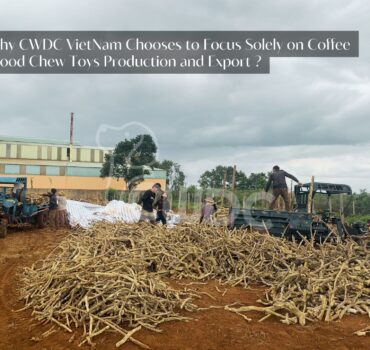 why-cwdc-vietnam-chooses-to-focus-solely-on-coffee-wood-chew-toys-production-and-export-made-in-vietnam