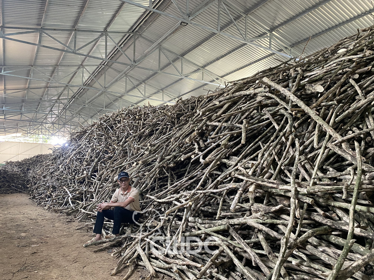 Natural coffee wood cat furniture by CWDC Vietnam