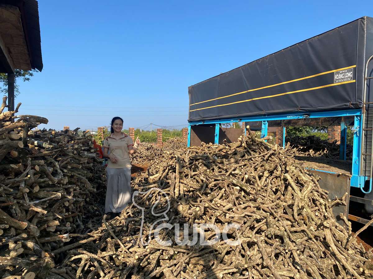 Coffee Wood Cat Products dental health and enrichment from CWDC Vietnam