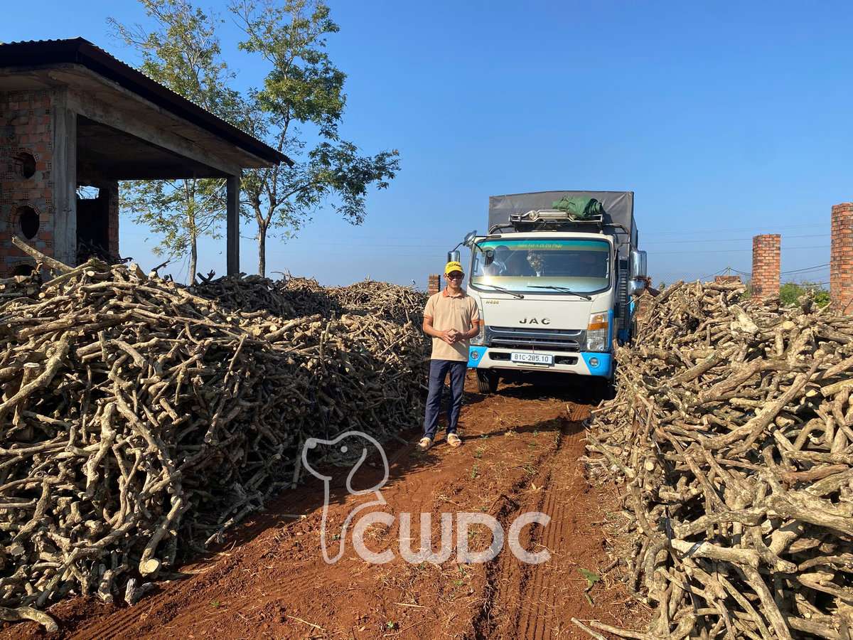 Coffee Wood Cat Products scratching and enrichment from CWDC Vietnam