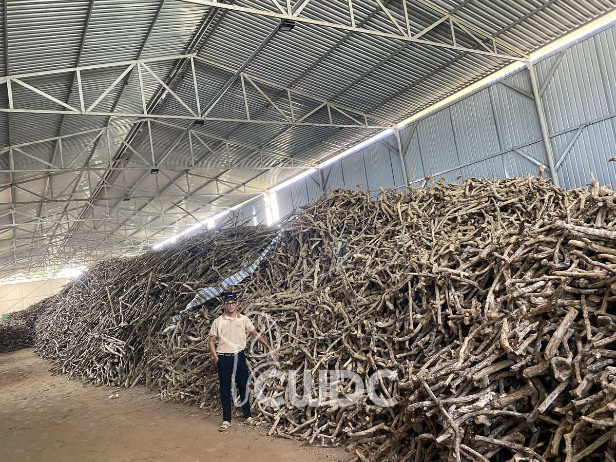 coffee_wood_dog_chew_made_in_vietnam_from_cwdc_22
