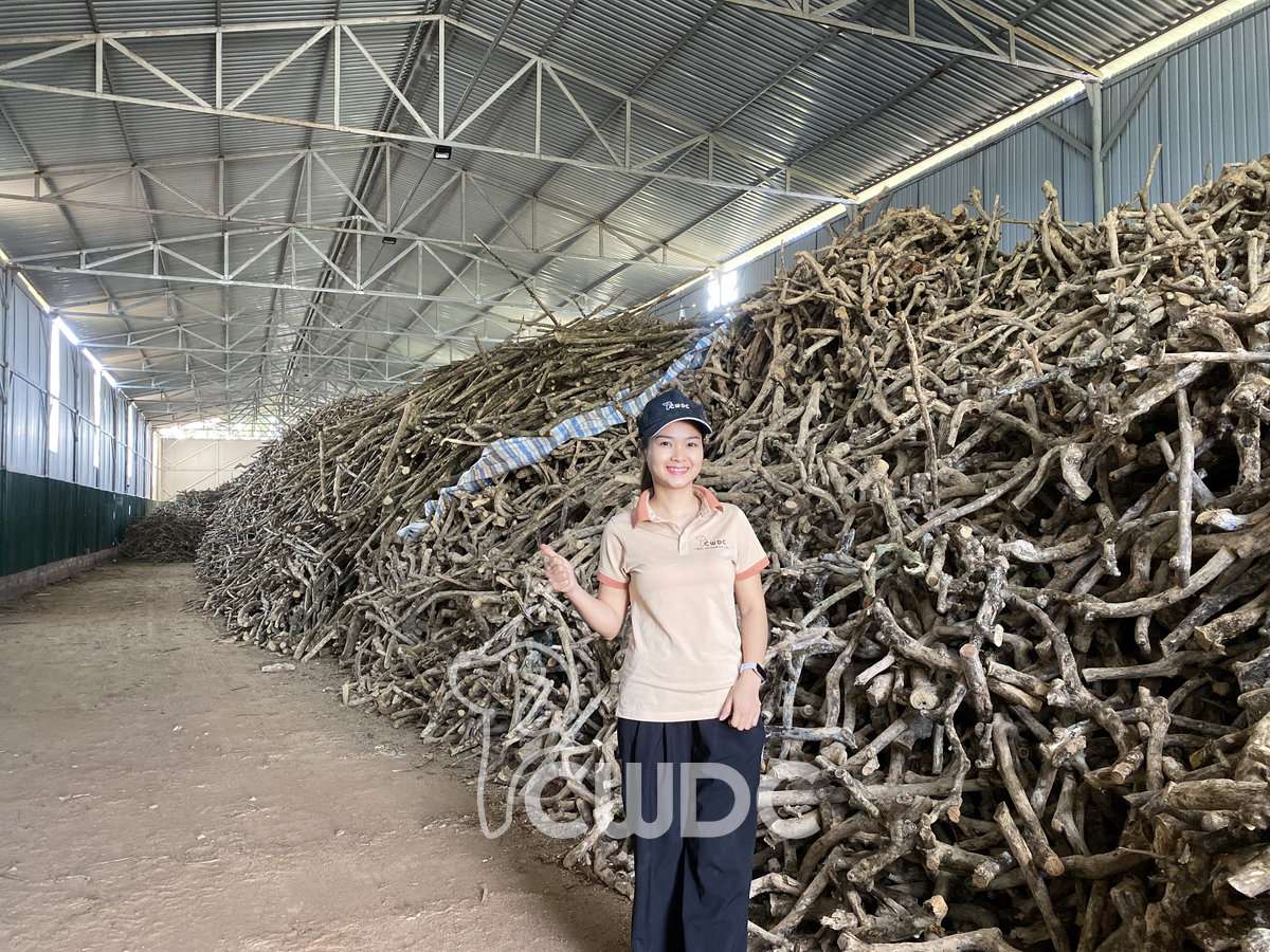Coffee Wood Dog Chew natural material close-up from CWDC Vietnam