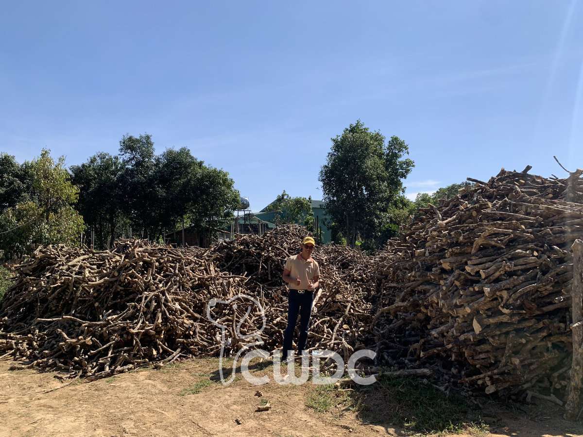 Natural coffee wood chew handcrafted in Central Highlands Vietnam by CWDC