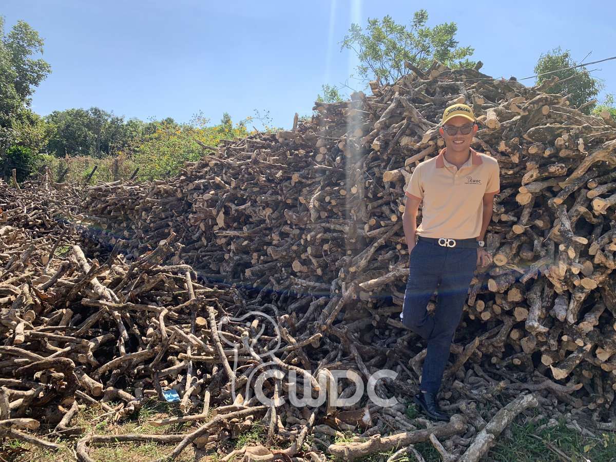 Sustainable coffee wood dog chew from Gia Lai Vietnam by CWDC