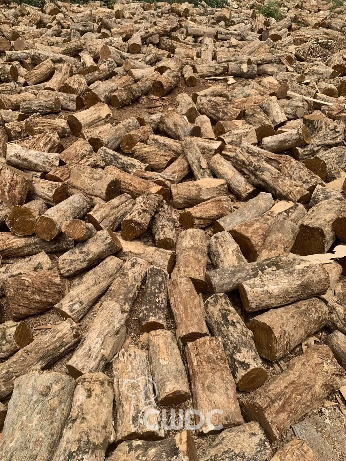 Coffee Wood Reptile Hideout and Hamster Tunnel - natural habitat enrichment from CWDC Vietnam