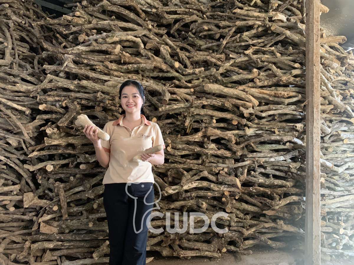 Gorilla Coffee Wood Chew sizes for large and extra large dogs from CWDC Vietnam