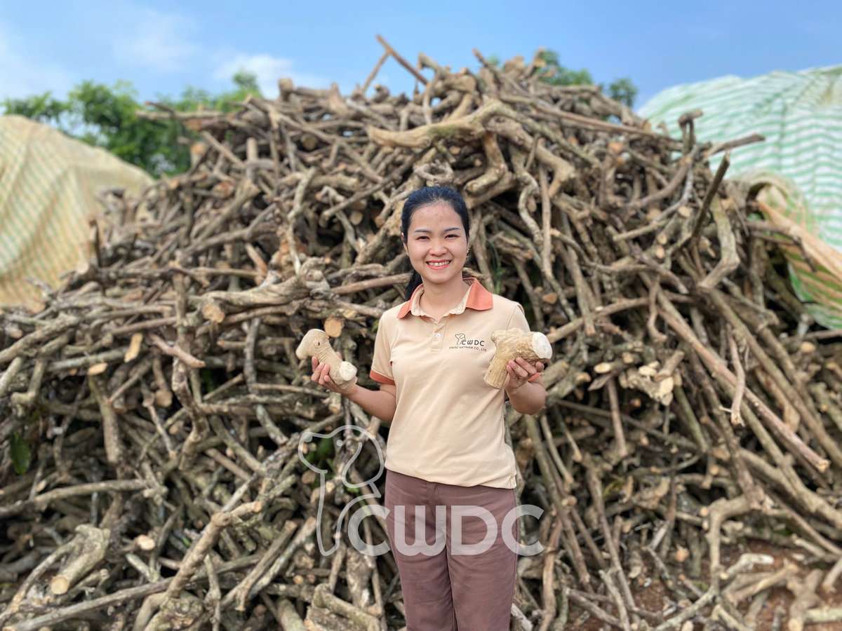 Gorilla coffee wood chew made in Vietnam for power chewing dogs CWDC