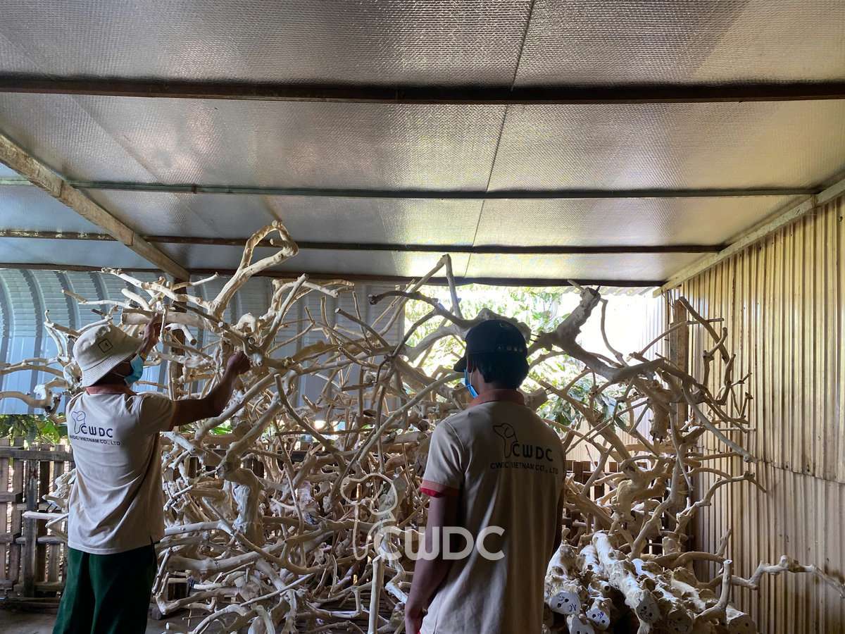Trunk and branch sections selected for Java wood bird playstand at CWDC Vietnam