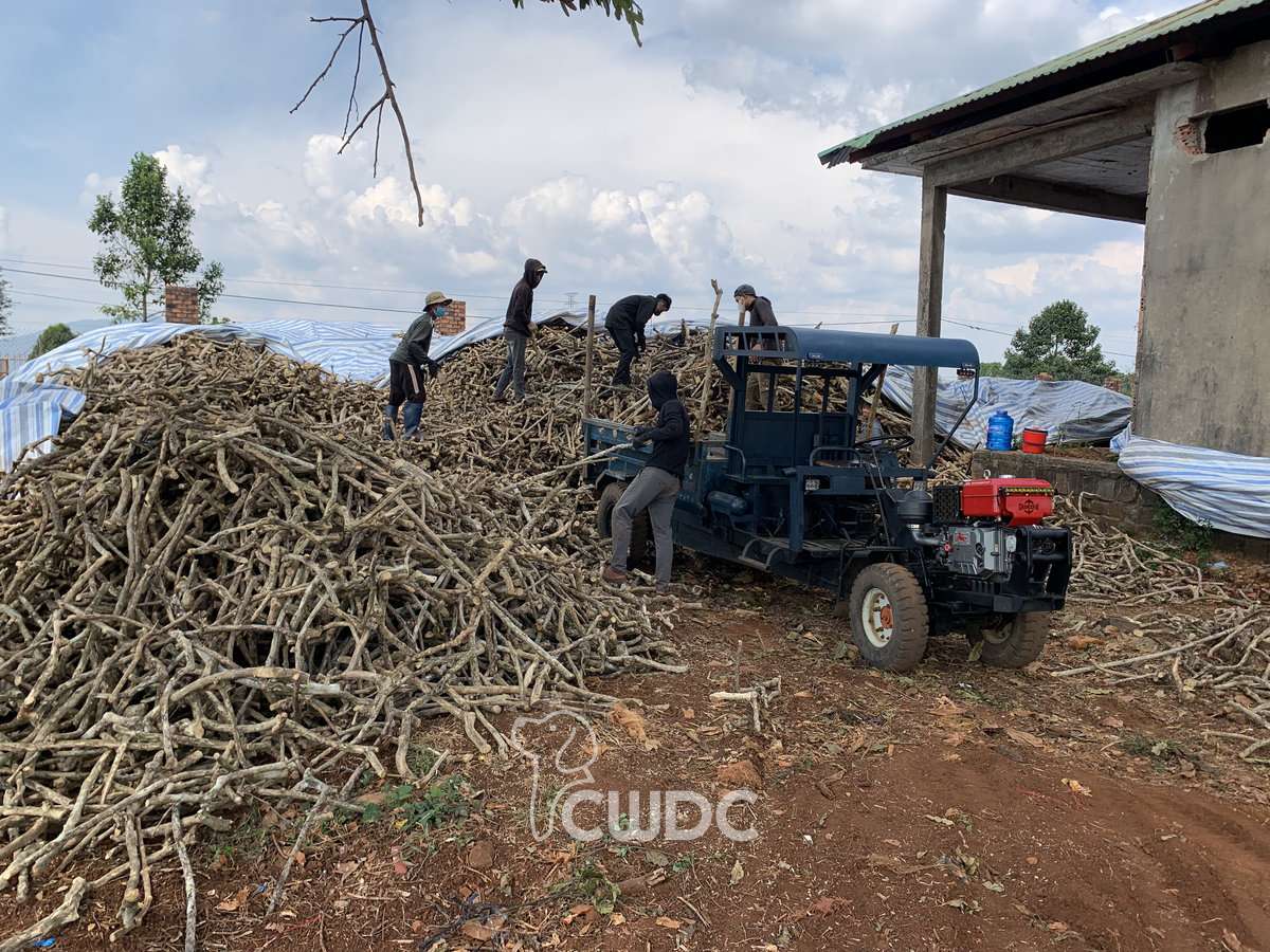 Workers loading raw coffee wood branches onto a transport vehicle near tarped collection piles
