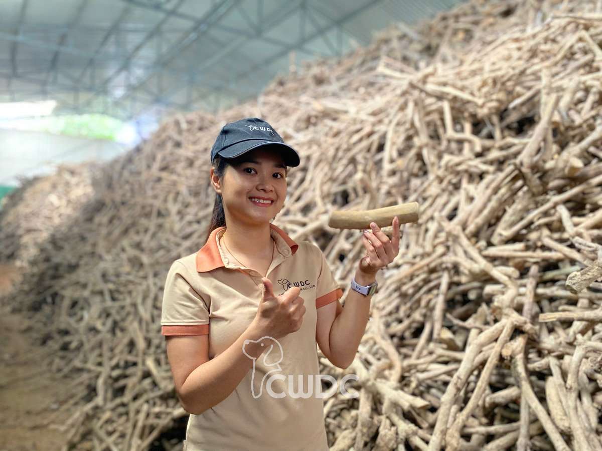 CWDC Vietnam staff holding a raw coffee wood piece inside a covered warehouse storage area