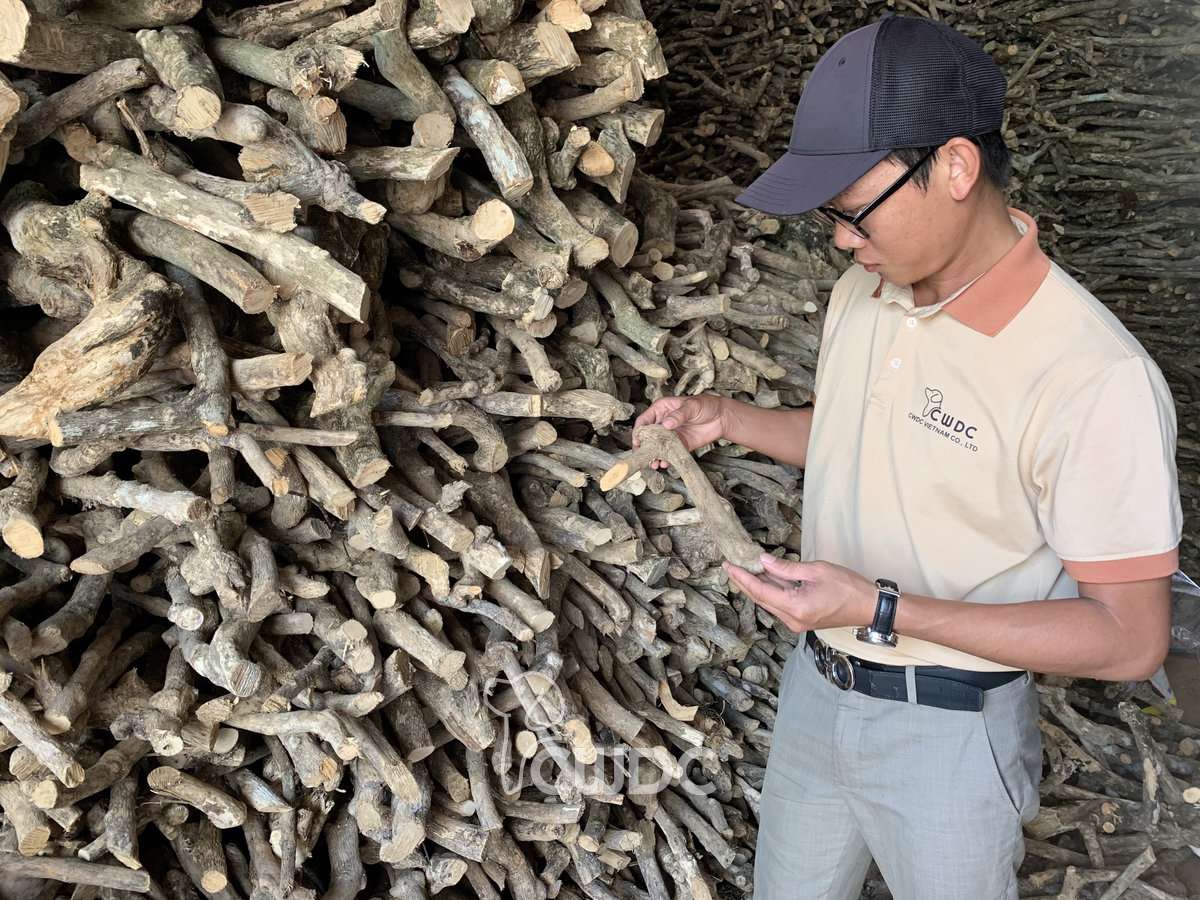 coffee_wood_dog_chew_manufacturer_made_in_vietnam_from_cwdc_23