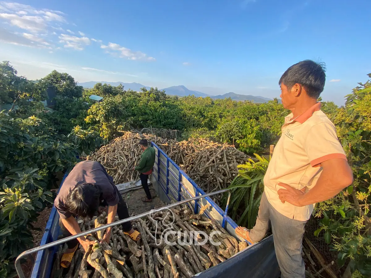 coffee_wood_dog_chew_manufacturer_made_in_vietnam_from_cwdc_28