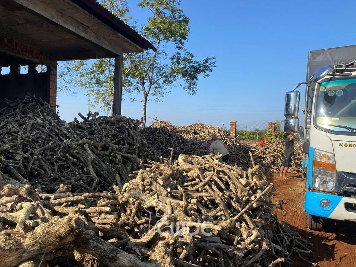 Kiln dried and naturally dried coffee wood dog chews from CWDC Vietnam