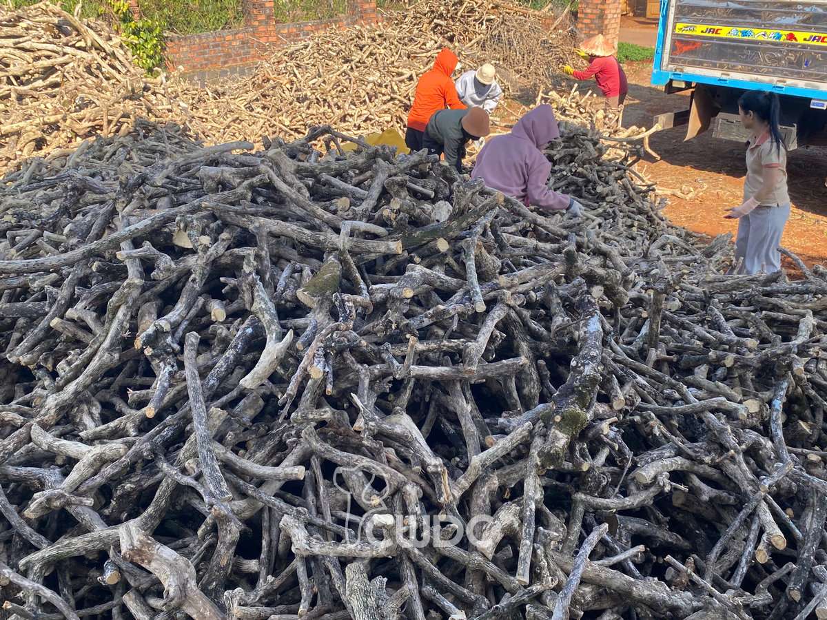 Coffee wood dog chews sorted by size at CWDC Vietnam factory