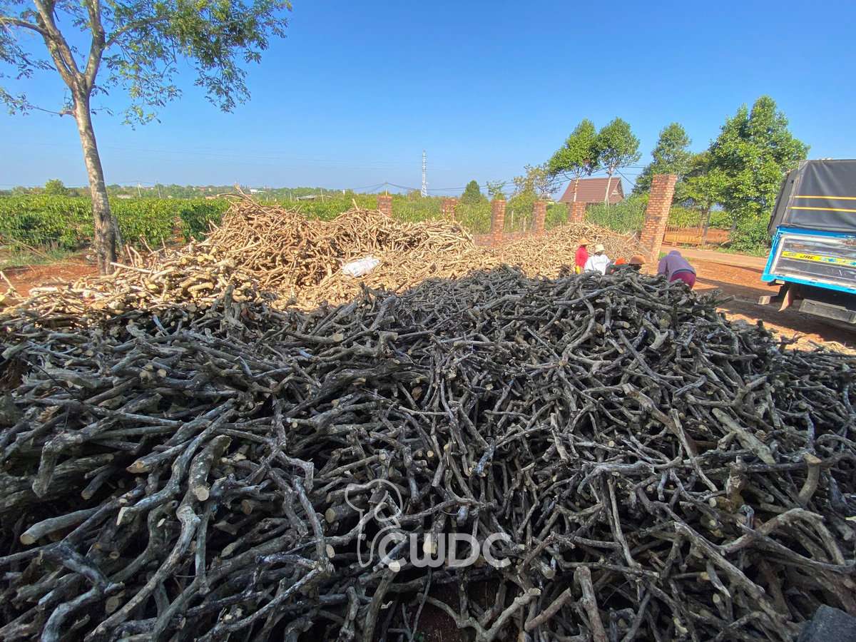Coffee wood dog chew manufacturer factory in Vietnam
