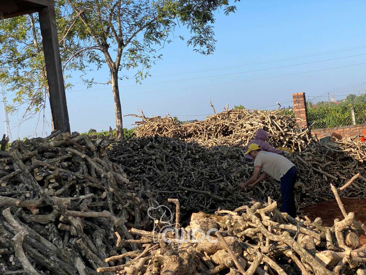 Gorilla coffee wood chew quality grading at CWDC Vietnam