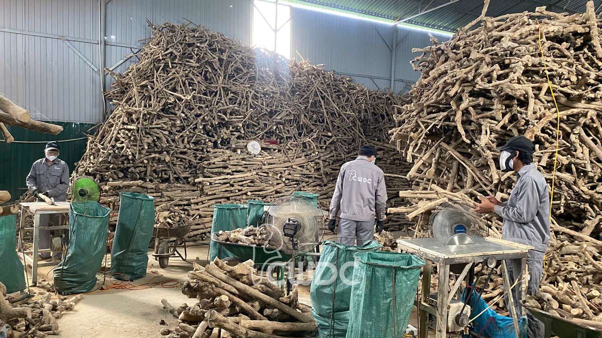 gorilla_coffee_wood_chew_manufacturer_made_in_vietnam_from_cwdc_3