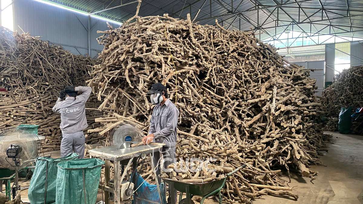 gorilla_coffee_wood_chew_manufacturer_made_in_vietnam_from_cwdc_4